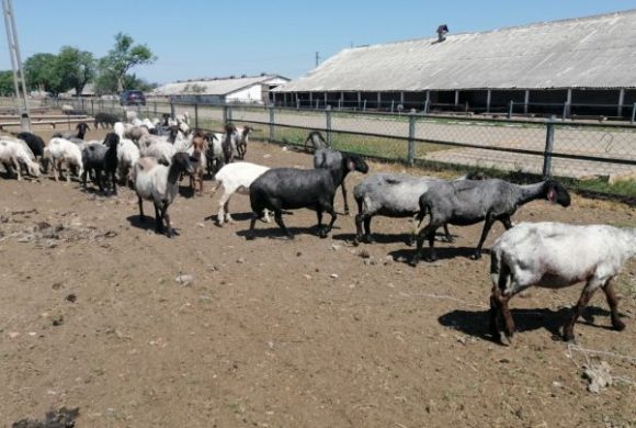 Adevărul / Criză de ciobani în nordul Moldovei. Fermierii aduc oieri din Bangladesh