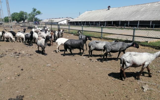 Adevărul / Criză de ciobani în nordul Moldovei. Fermierii aduc oieri din Bangladesh